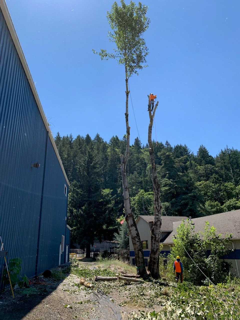 Amazonas Tree Services Image